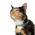Whisker City® Foil Fish Cat Collar image thumbnail 2