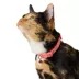Whisker City® Cheese Cat Collar image thumbnail 2