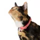 Product Whisker City® Cheese Cat Collar