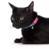 Whisker City® Cat Centric Cat Collar image thumbnail 2