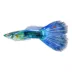 Blue Guppy image thumbnail 1