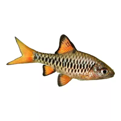 Product Checker Barb