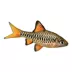 Checker Barb image thumbnail 1