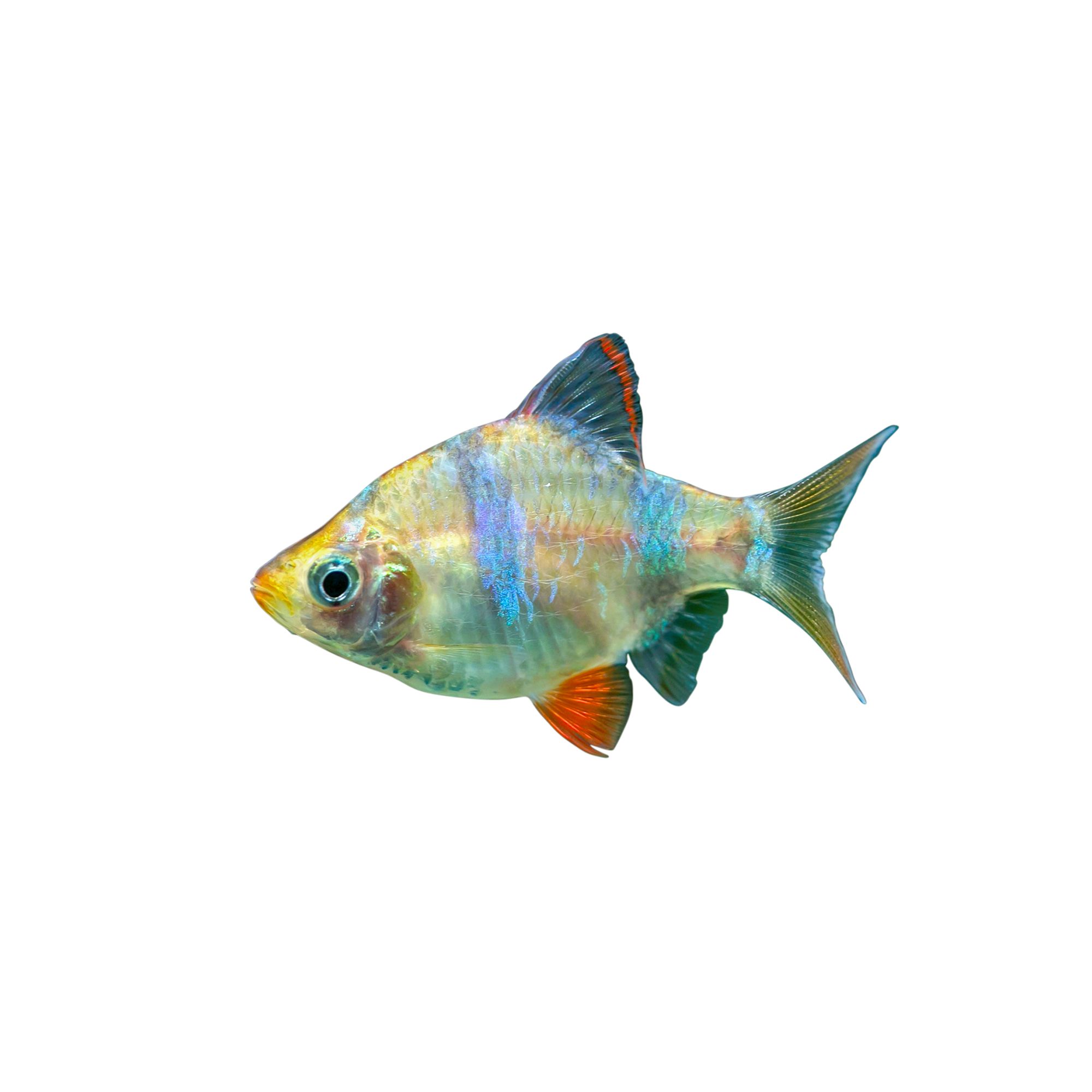 Freshwater Tropical Fish: Golden Tiger Barb, image size:2000x2000