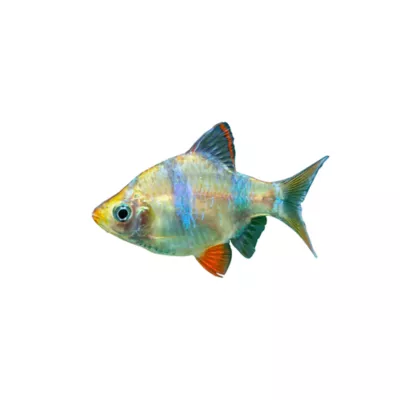 Product Platinum Green Tiger Barb