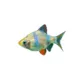Product Platinum Green Tiger Barb