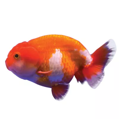 Assorted Lionhead Goldfish - Image 1