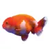 Assorted Lionhead Goldfish image thumbnail 1