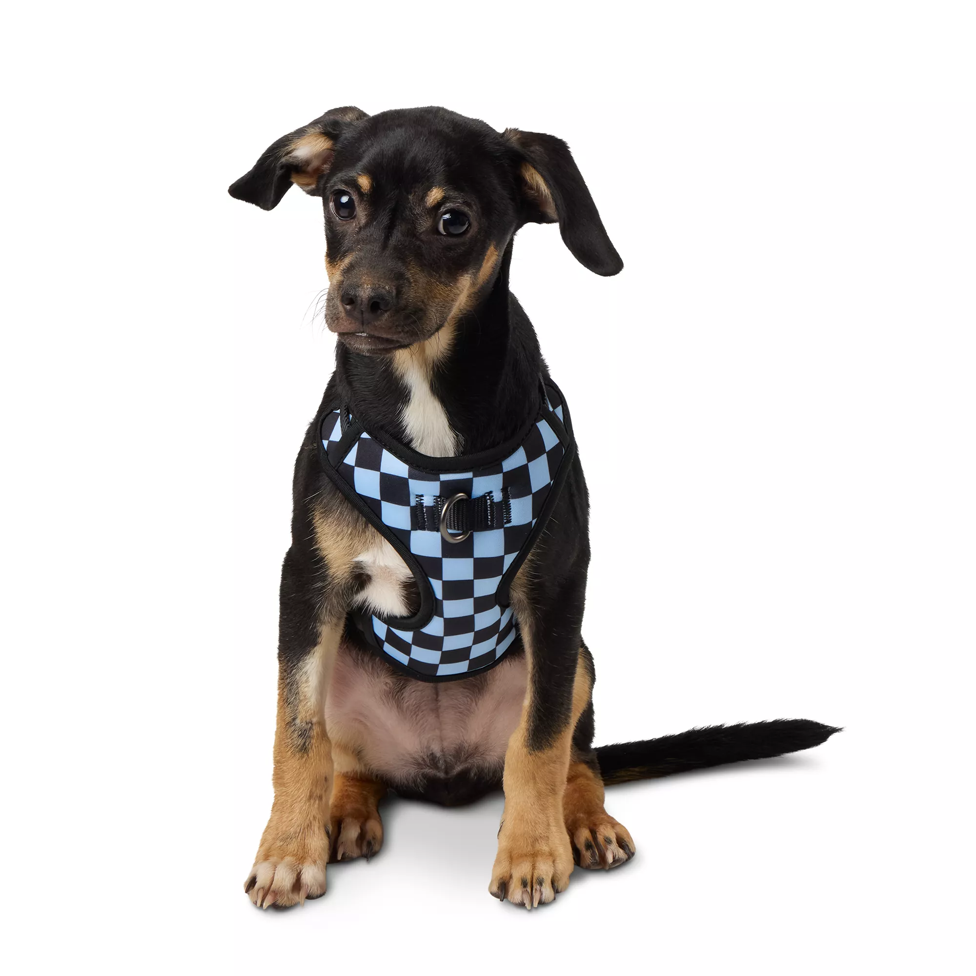 Top Paw® Blue Checkered Comfort Dog Harness