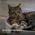 Catstages Scratch & Cuddle Corrugated Cat Scratcher and Lounger image thumbnail 6