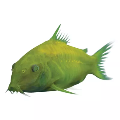 GloFish® Celestial Yellow® Cory Catfish - Image 1