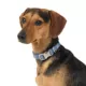 Product Top Paw® Flowers Fashion Dog Collar