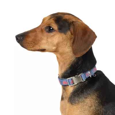 Product Top Paw® Circles Fashion Dog Collar