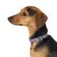 Product Top Paw® Circles Fashion Dog Collar