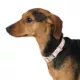 Product Top Paw® Checkered Fashion Dog Collar