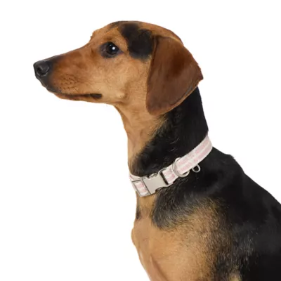 Product Top Paw® Woven Fashion Dog Collar