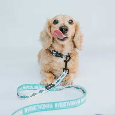 Product Sassy Woof Where Dogs Are Family STAR WARS™ Adjustable Dog Collar