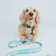 Product Sassy Woof Where Dogs Are Family STAR WARS™ Adjustable Dog Collar