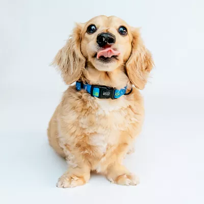 Product Sassy Woof Where Dogs Are Family Ken Adjustable Dog Collar