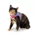 Whisker City® Cat Centric Cat Harness and Leash Combo Set image thumbnail 3