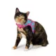 Product Whisker City Cat Centric Cat Harness and Leash Combo Set