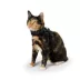 Whisker City® Black Moon Kitten Harness and Leash Combo Set image thumbnail 3