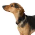 Top Paw® Signature Adjustable Dog Collar image thumbnail 2