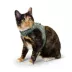Whisker City Fish Foil Cat Harness and Leash Combo Set image thumbnail 3