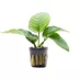 Assorted Potted Anubias Live Aquatic Plant image thumbnail 1