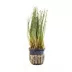 Potted Dwarf Hairgrass Live Aquatic Plant image thumbnail 1