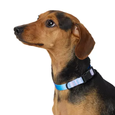 Product Top Paw Ombre Dog Collar