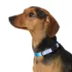 Product Top Paw Ombre Dog Collar