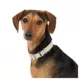 Product Top Paw® Woven Fashion Dog Collar