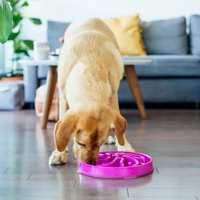 Product Outward Hound Fun Feeder Slo Bowls