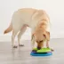 Nina Ottosson by Outward Hound Lickin' Layers Puzzle Game & Slow Feeder Dog Bowl image thumbnail 6