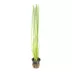 Potted Giant Hairgrass Live Aquatic Plant image thumbnail 1