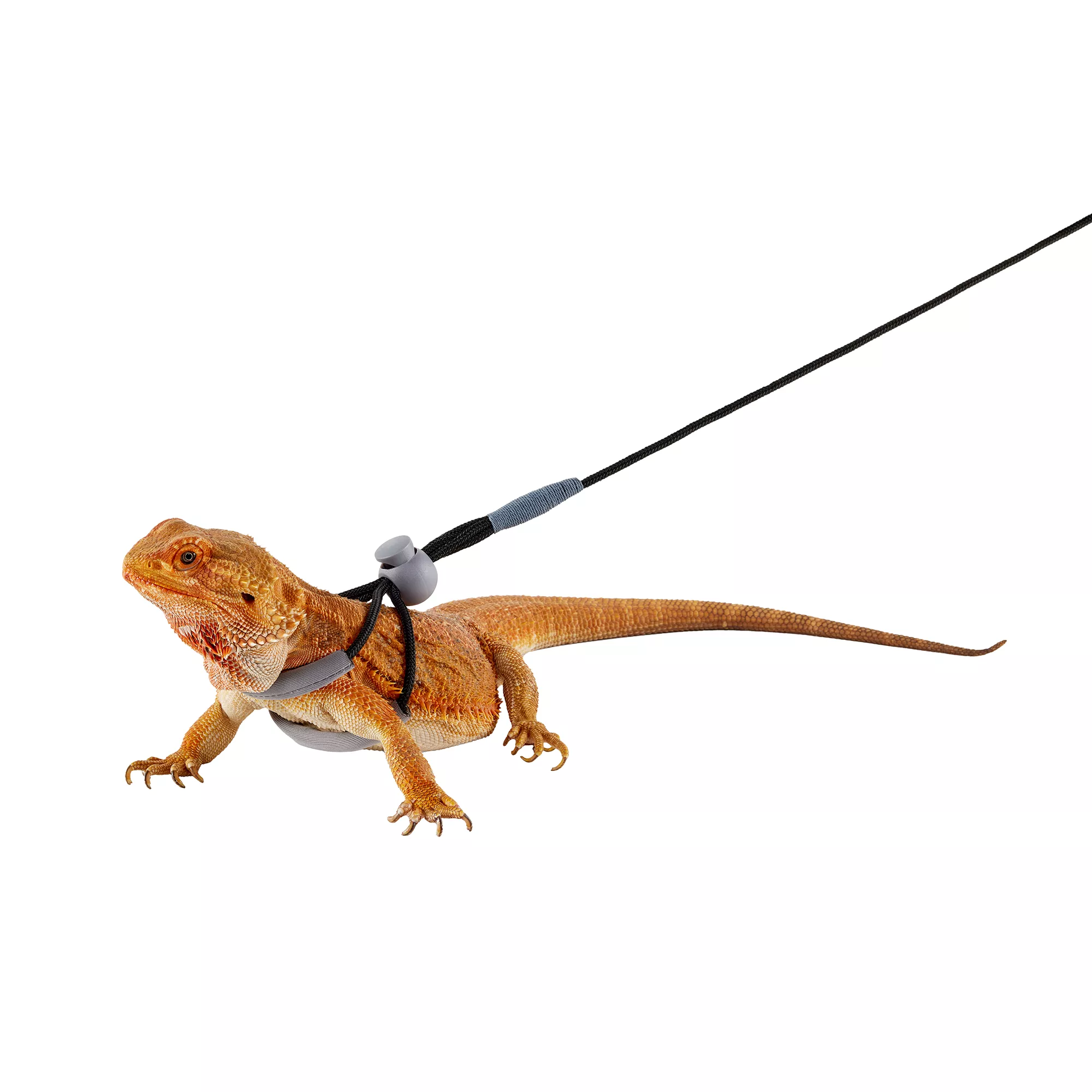 Thrive Beardie Harness