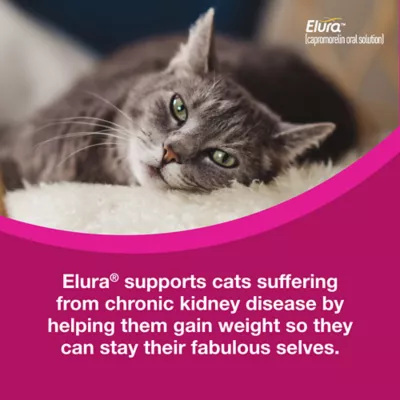 Elura Capromorelin Oral Solution for Cats | 20 mg/ml, 15 ml - Image 7