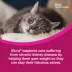 Elura Capromorelin Oral Solution for Cats | 20 mg/ml, 15 ml image thumbnail 7