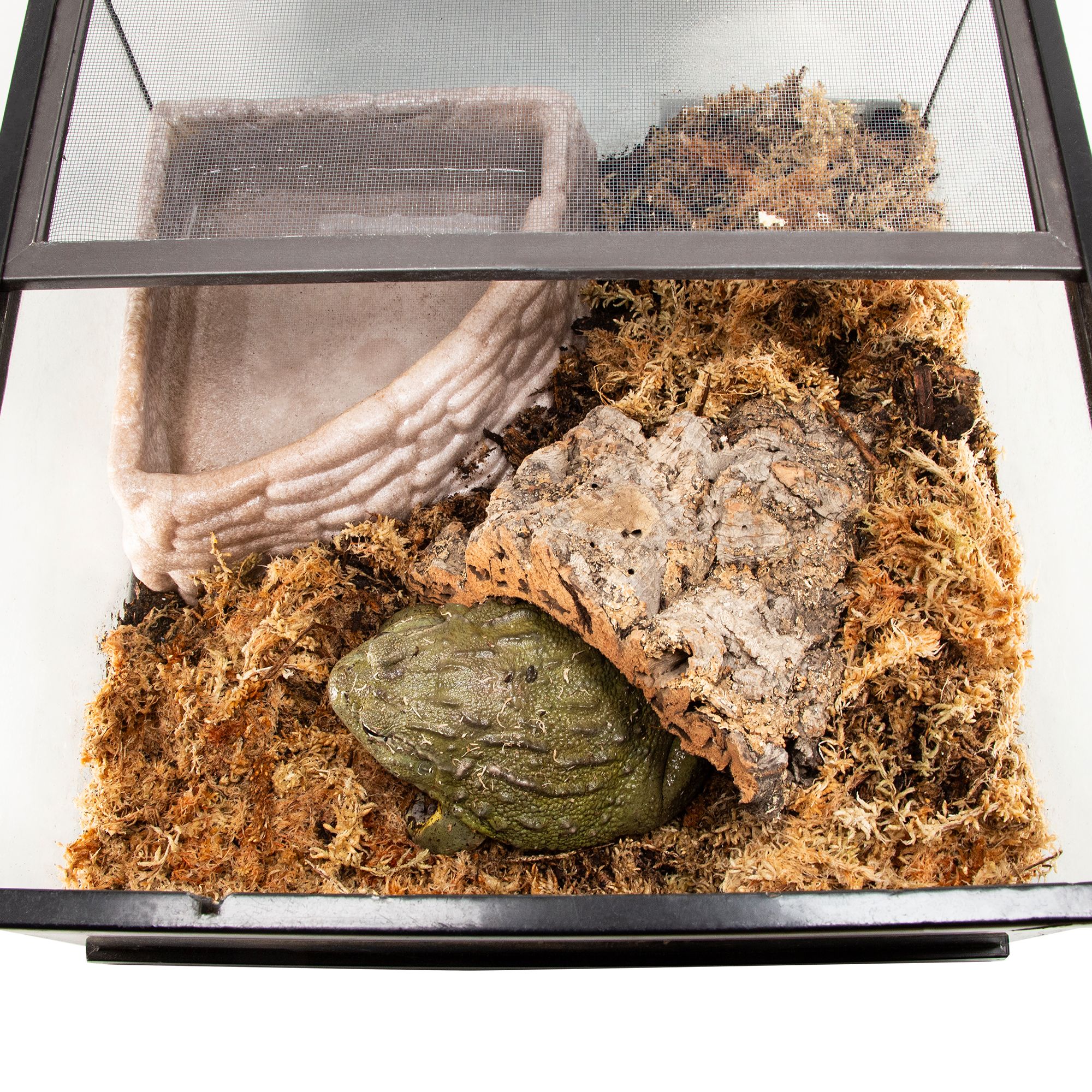 Zoo Med Sphagnum Moss - Humidity Terrarium Moss - Medium - thumbnail 7