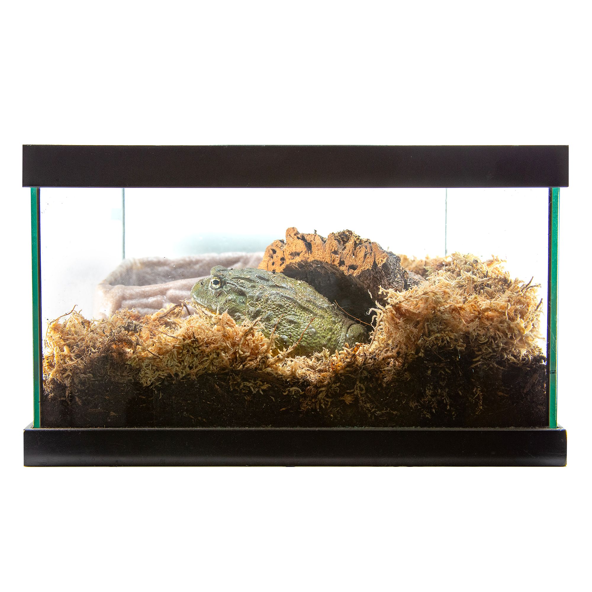 Zoo Med Sphagnum Moss - Humidity Terrarium Moss - Medium - thumbnail 8