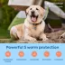 Interceptor Plus Prevention for Heartworm + 4 Other Worms for Dogs 50.1-100 lbs - 12 Chews, 12-Month image thumbnail 4