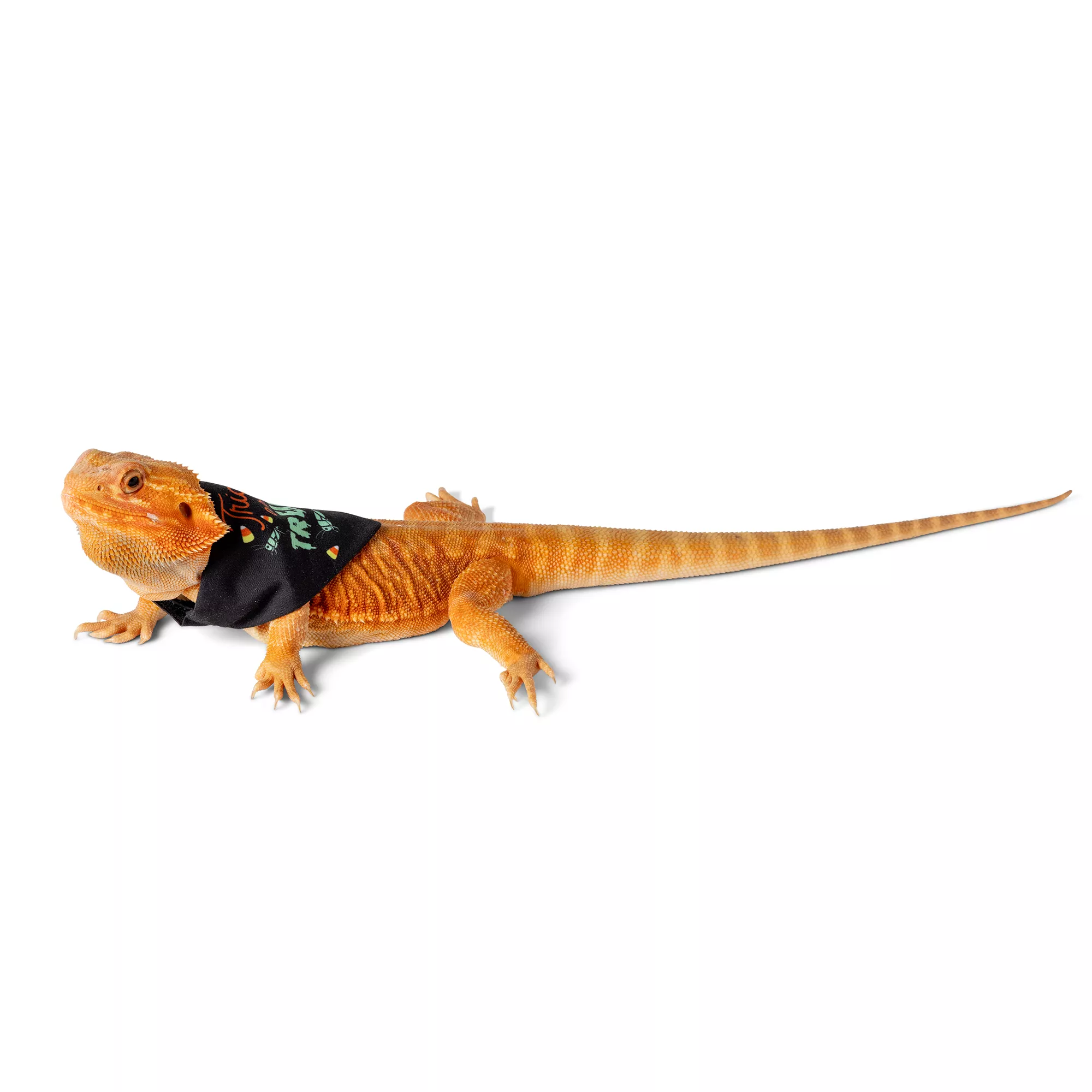 Thrills & Chills Spooky 2-Pack Reptile Bandanas