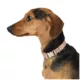 Product Top Paw® Houndstooth Dog Collar