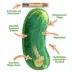 Doggijuana® Tuffer Chewer Refillable Dill Pickle Dog Toy image thumbnail 2
