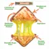 Doggijuana® Tuffer Chewer Refillable Grilled Cheese Dog Toy image thumbnail 2