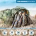 Fluker's Hermit Crab Beach Sand image thumbnail 4