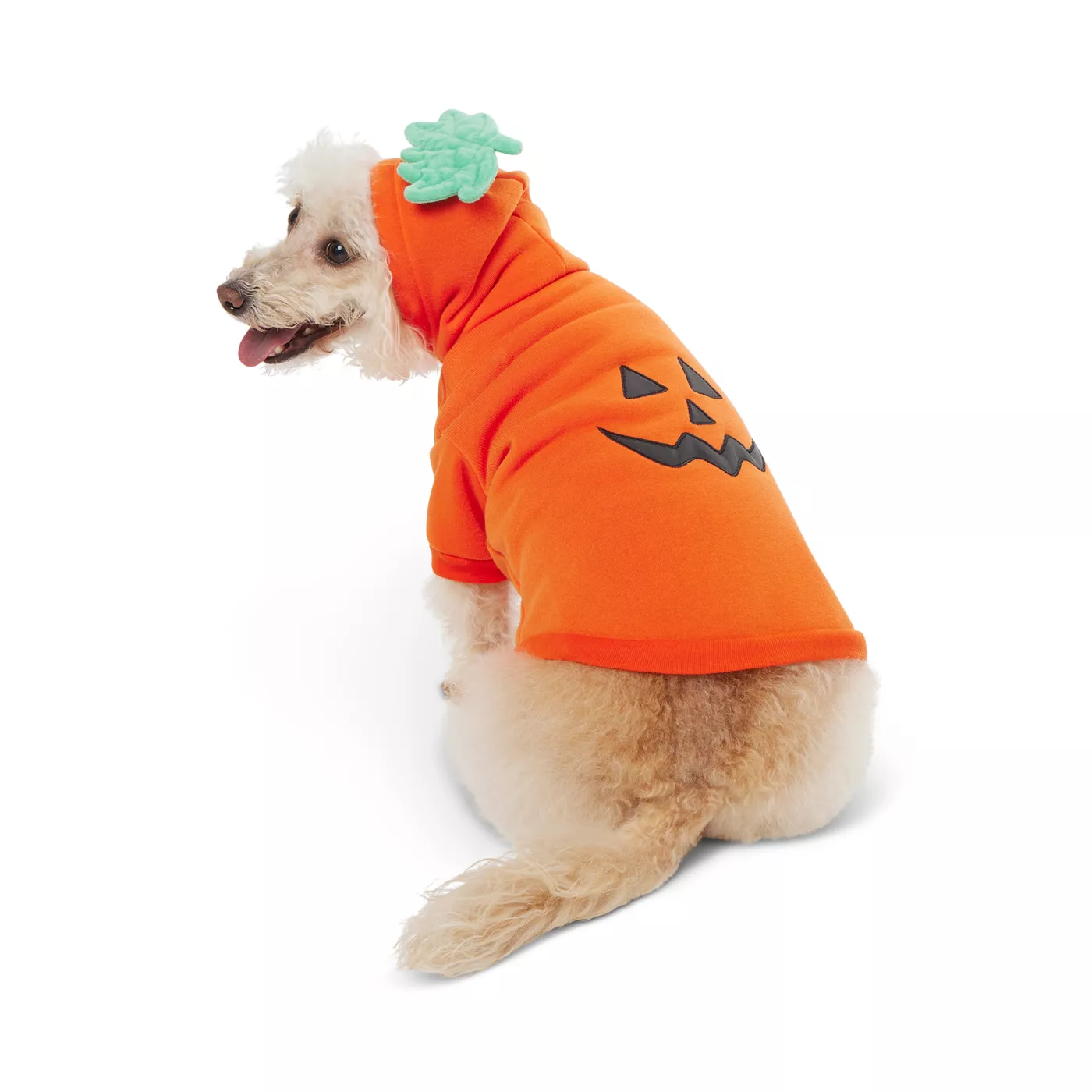 Pumpkin for orders dogs petsmart