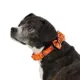 Product Thrills & Chills Embellish Pumpkin Dog Collar