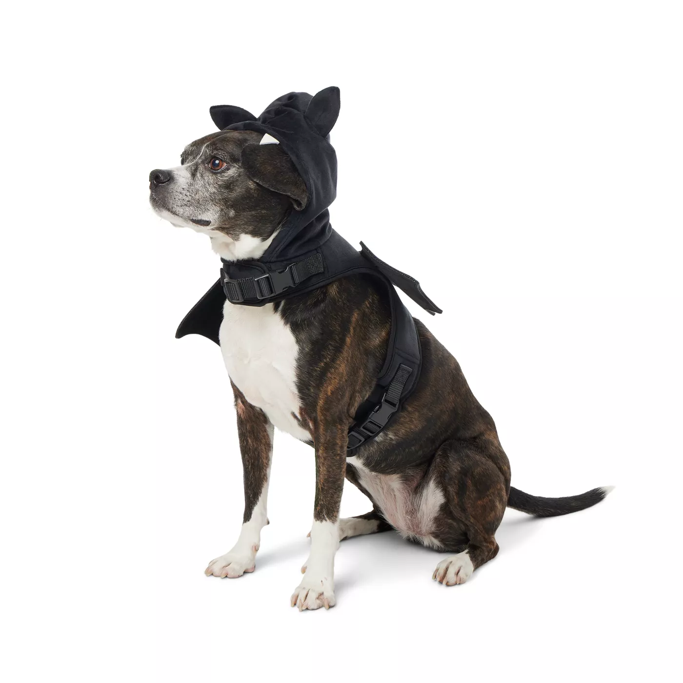 Dog collar costume hotsell